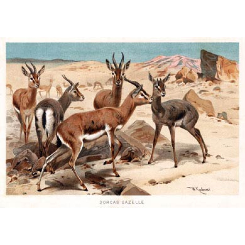 Dorcas Gazelle