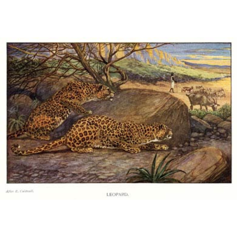 Leopard