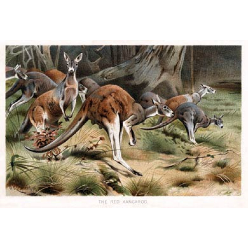 Red Kangaroo