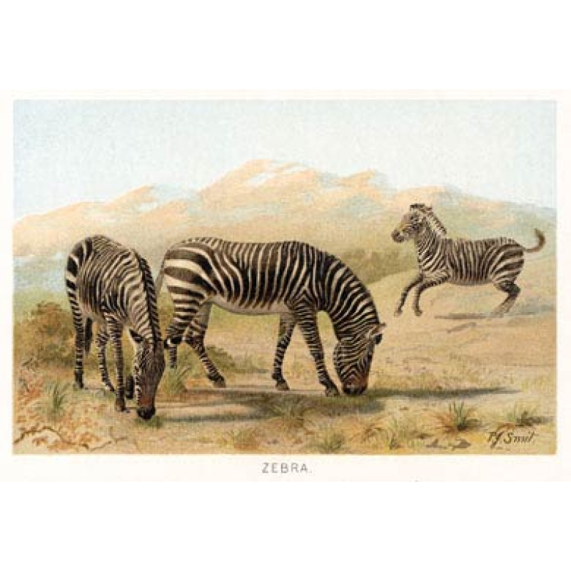 Zebra