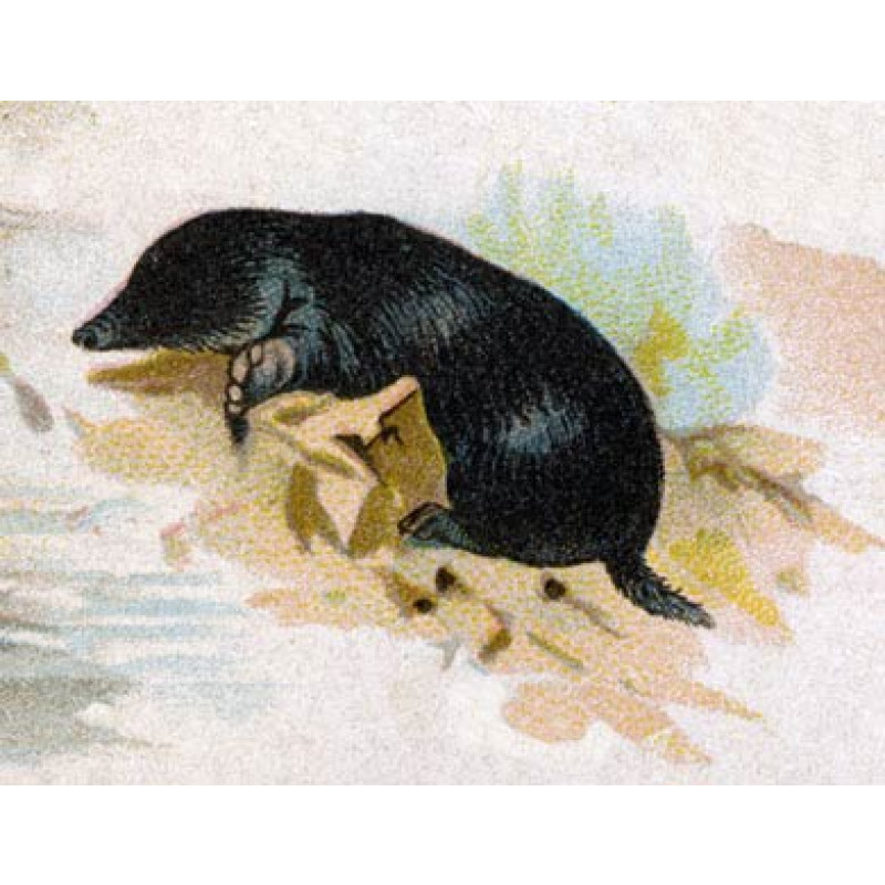 Mole