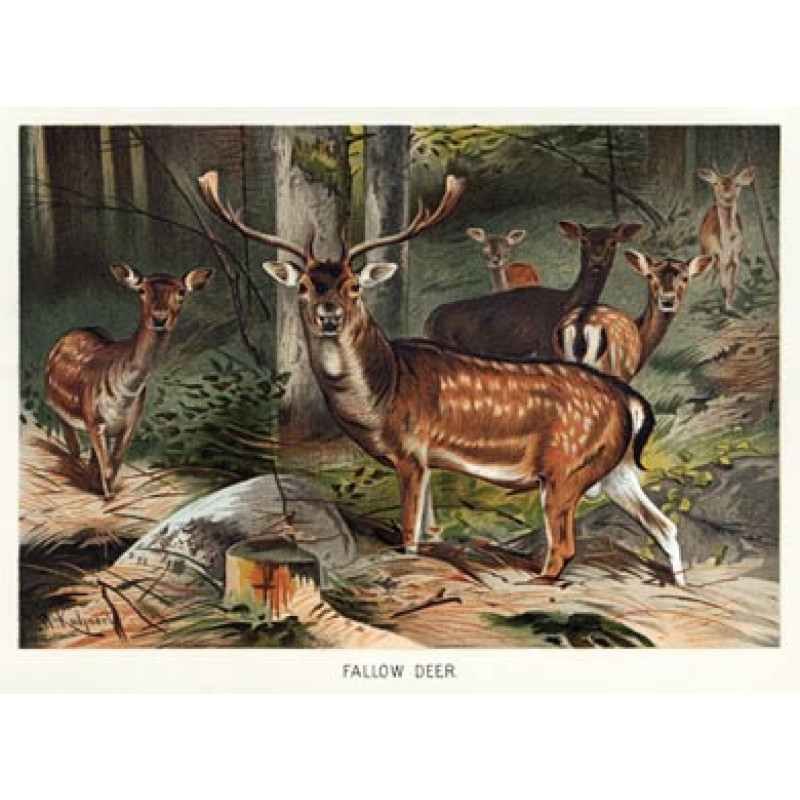 Fallow Deer