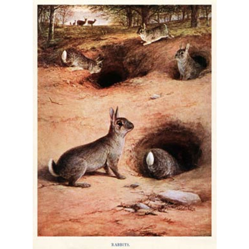 Rabbits