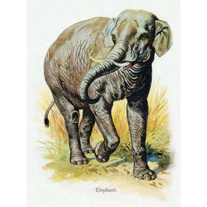 Elephant