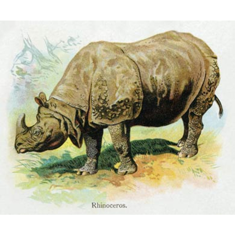 Rhinocerous
