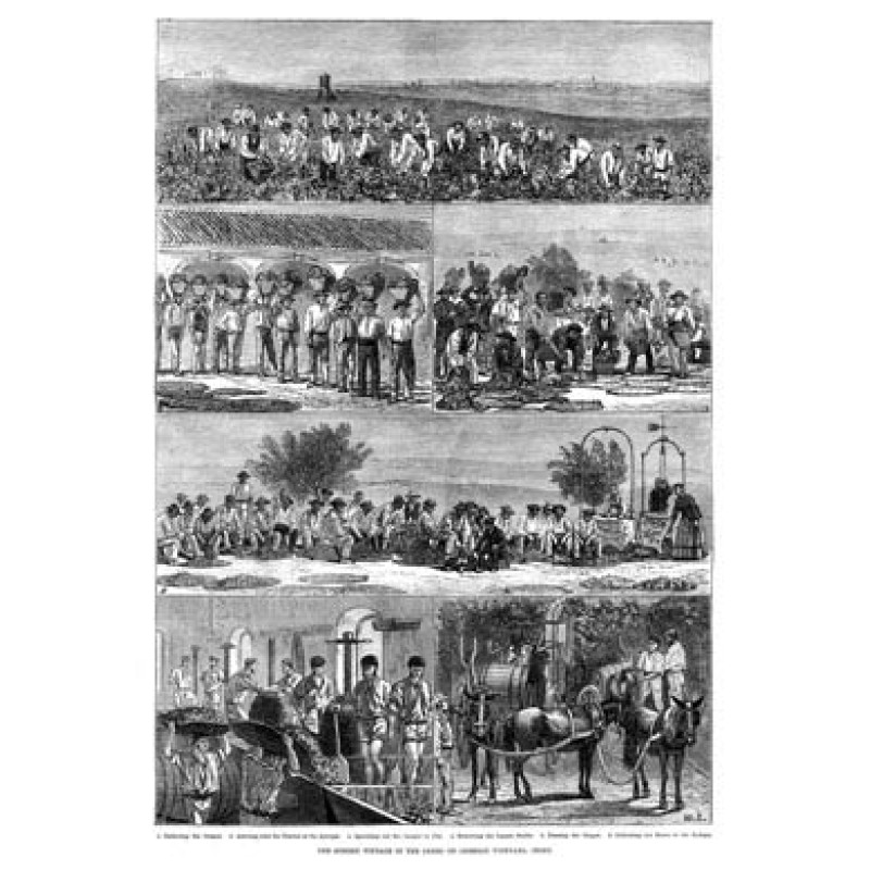 The Sherry Vintage, 1876