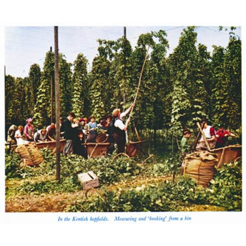 Hop Picking In Kent