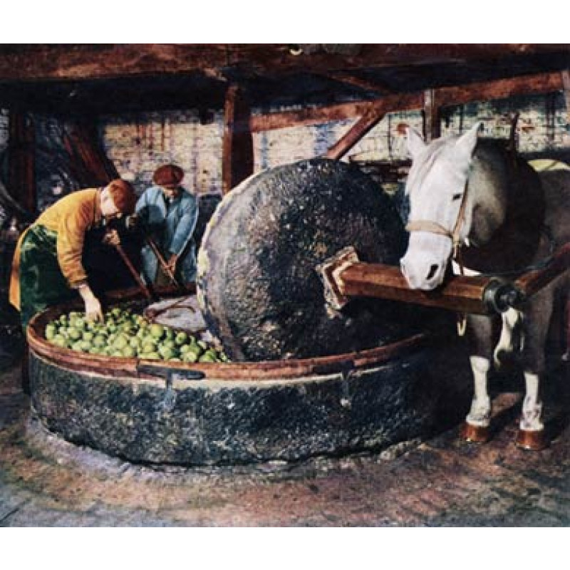 Pressing Cider Apples