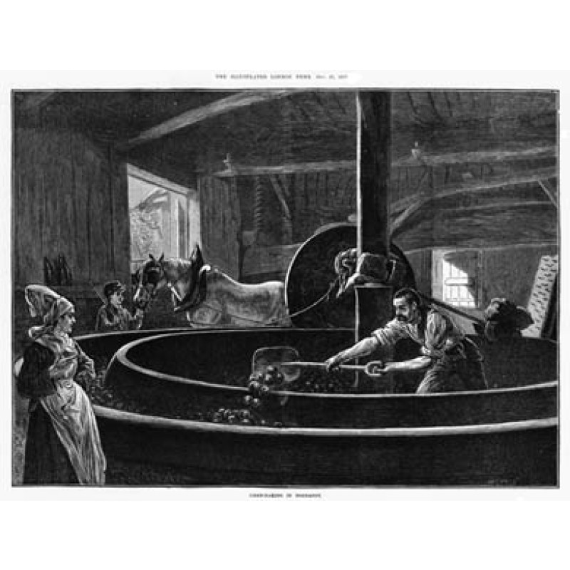 Cider-Making In Normandy