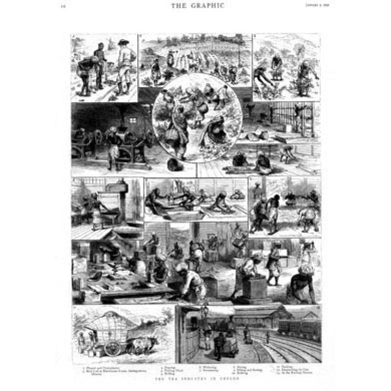 Tea Production in Ceylon, 1888