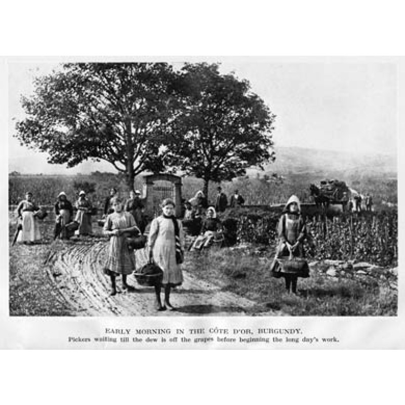 Grape Pickers, Burgundy