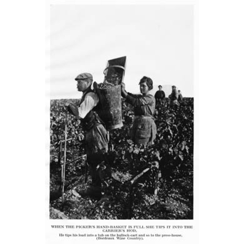 Gathering Grapes, Burgundy
