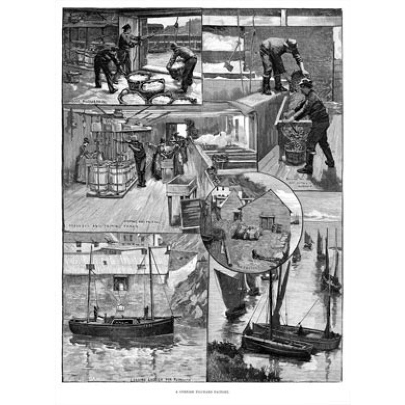 Cornish Pilchard Factory, 1891