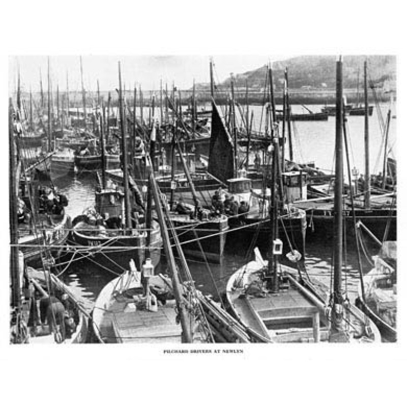 Pilchard Drivers At Newlyn