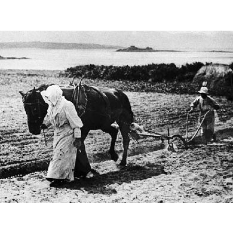 Scilly Isles, Ploughing In Bulbs on St Martins