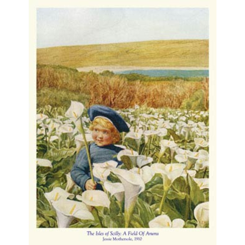 Scilly, A Field Of Arums