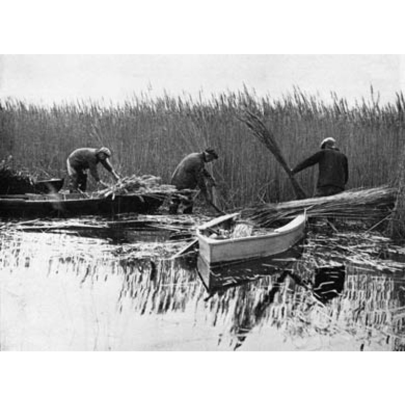 Norfolk Reed Gatherers
