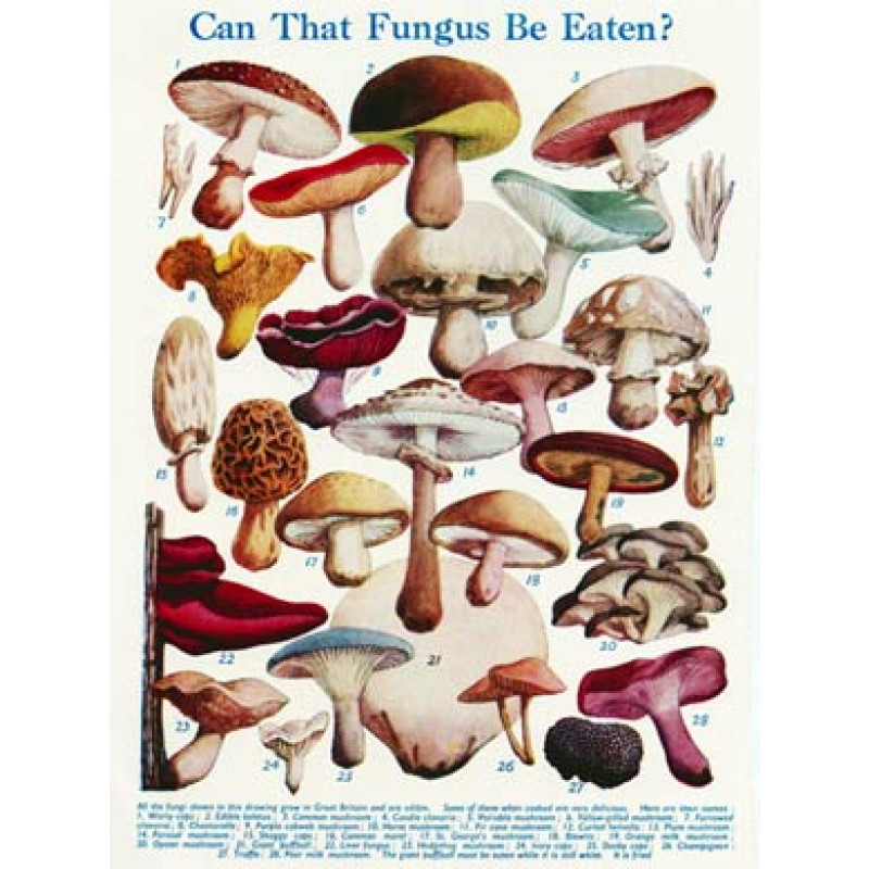 Can That Fungus Be Eaten