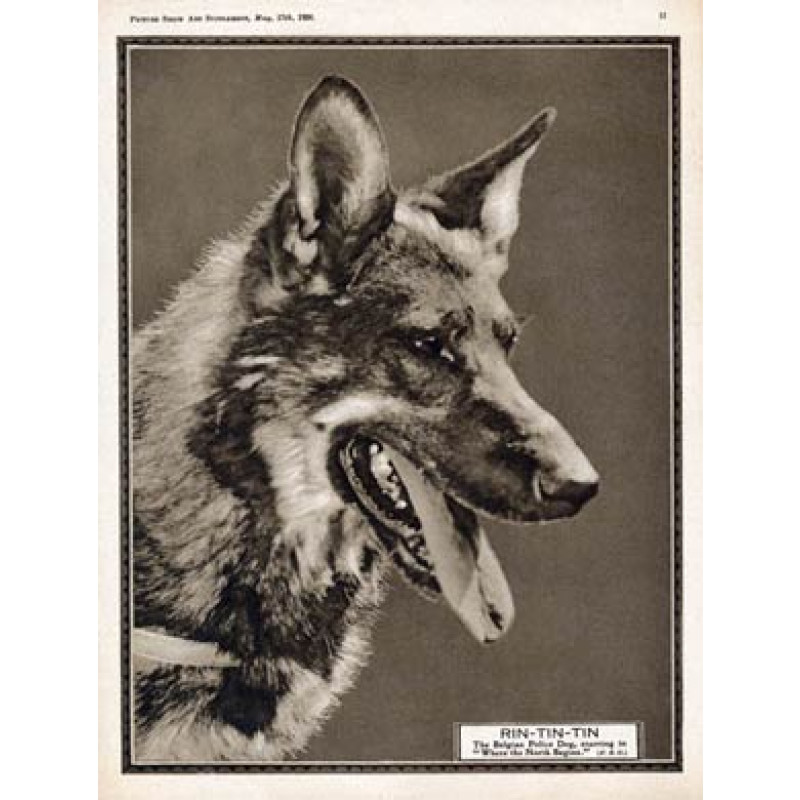Rin Tin Tin