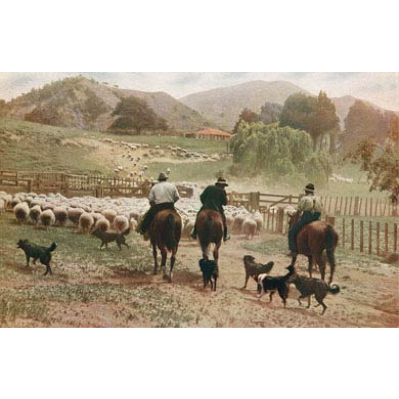 New Zealand Sheep Station