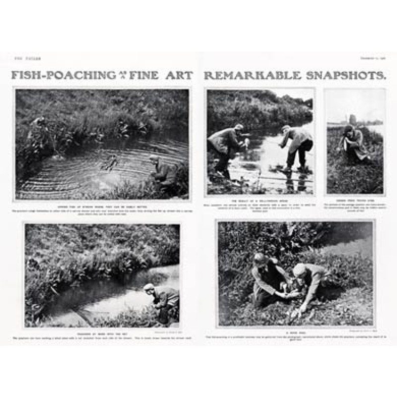 Fish Poaching As A Fine Art