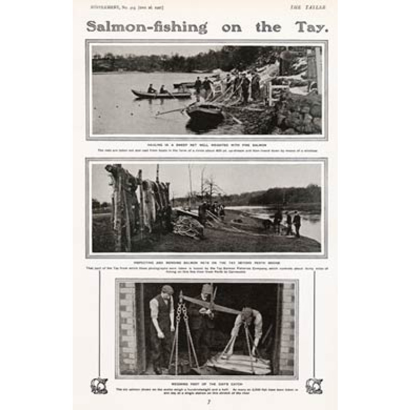 Salmon Fishing On The Tay