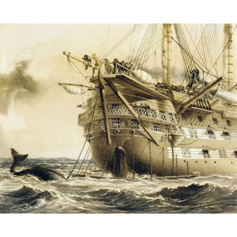Agamemnon Meets Whale