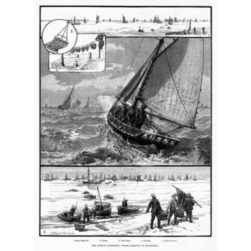Oysters at Whitstable, 1883