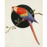 Parrot on Branch