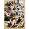 Fancy Pigeons 1891