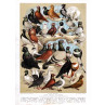 Fancy Pigeons 1891