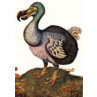 The Dodo