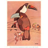 Toucan