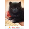 Good Luck Cat