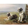 Sheepdogs On Guard