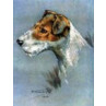 Fox Terrier