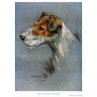 Fox Terrier