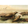 Leopard Seal