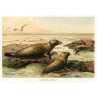 Leopard Seal