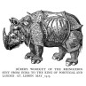 Rhinoceros, Durer, 1515