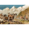 Bharal