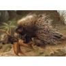 Crested Porcupine