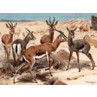 Dorcas Gazelle