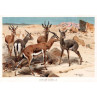 Dorcas Gazelle