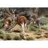 Red Kangaroo