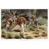 Red Kangaroo