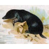 Mole