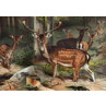 Fallow Deer