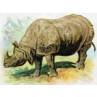Rhinocerous