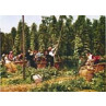 Hop Picking In Kent